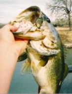 Cappy's Cove Fishing